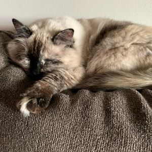 Meet your Posher, Debi